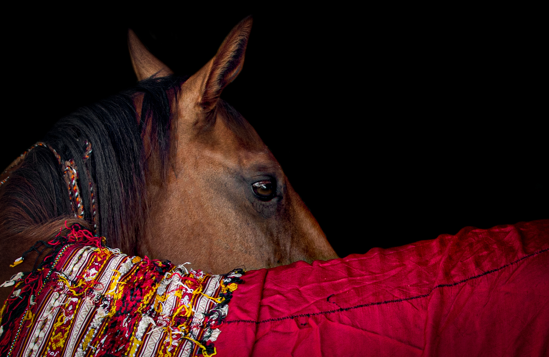 Akhal-Teke horse